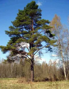 Вход на борови предимства, особености и недостатъци