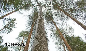 Сечене на борови предимства и недостатъци, правилата за избор на материал, ревюта