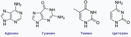 Структурата на ДНК