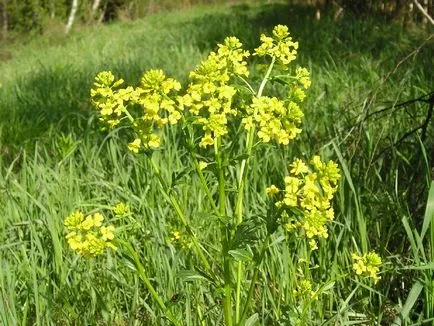 Barbarea vulgaris - tünetek és kezelés a népi jogorvoslati otthon