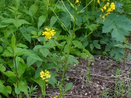 Descrierea plantelor colza cu fotografii, proprietăți utile și contraindicații