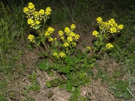 Descrierea plantelor colza cu fotografii, proprietăți utile și contraindicații