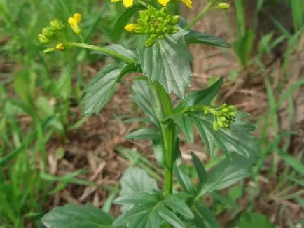 Descrierea plantelor colza cu fotografii, proprietăți utile și contraindicații