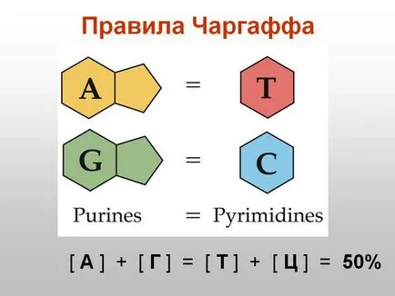 Структурата на ДНК 1