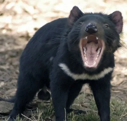 Tasmán ördög és a tasmán ördög (15 fotó videó) - helyszíni állatbarátok