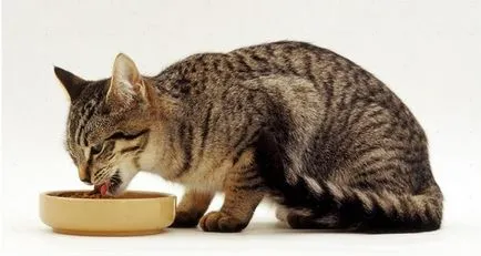 Hrana uscată pentru pisici cum de a alege, utilizarea și reguli de utilizare