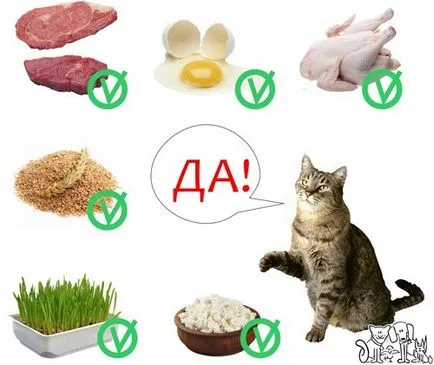 Суха храна за котки как да се избират, употреба и правила за ползване