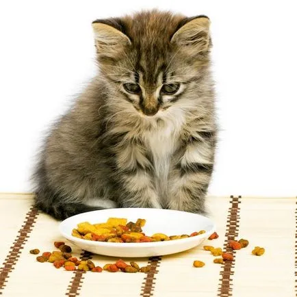 Hrana uscată pentru pisici cum de a alege, utilizarea și reguli de utilizare