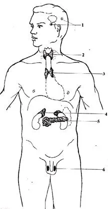 Descrierea circuitului organelor endocrine - studopediya