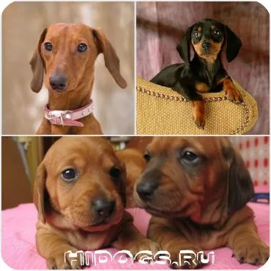 de îngrijire și întreținere Dachshund caracteristici ale rasei, trebuie să știți (foto)