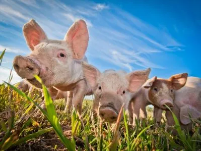 Свински новите технологии в промишленото производство