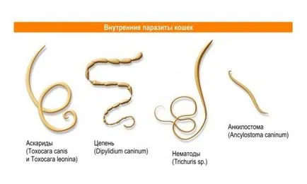 Таблетки от червеи за хората, които е по-добре и по-ефективно