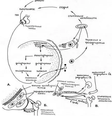 Descrierea circuitului organelor endocrine - studopediya