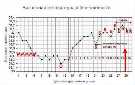 Температура в ануса по време на бременността