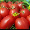 Tomate Kaspar f1 (descrierea soiului a hibridului)