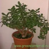 Jade, Money Tree, Crassula-Crassula