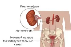 Билки за лечение на бъбреците