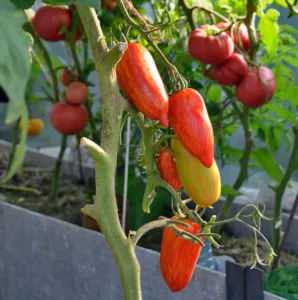 Tomate „scânteie flacără“ Descriere grad