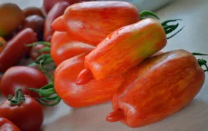Tomate „scânteie flacără“ Descriere grad