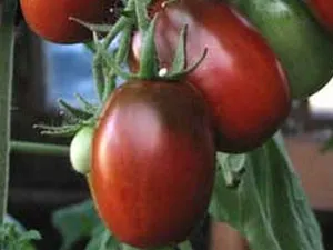 Tomate „Black Moor“ recenzii, descrieri, fotografii