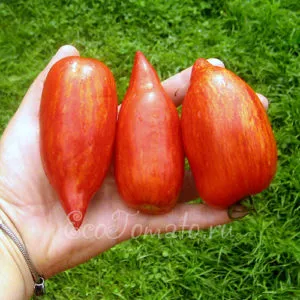 Tomate „scânteie flacără“ Descriere grad