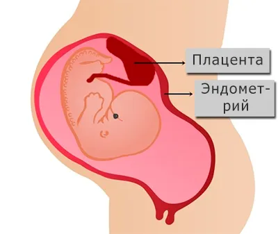 Grosimea și rata ciclului endometrial în zilele