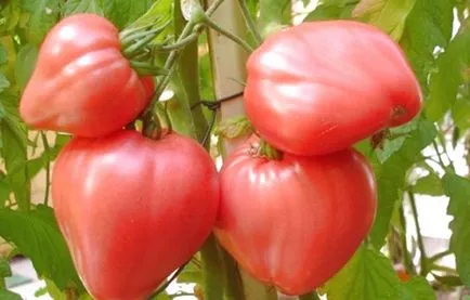 Tomatele sunt cele mai bune soiuri pentru sere