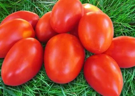 Tomatele sunt cele mai bune soiuri pentru sere