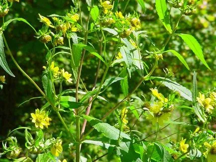 серия Grass кога и къде да се събират, как да изсъхне