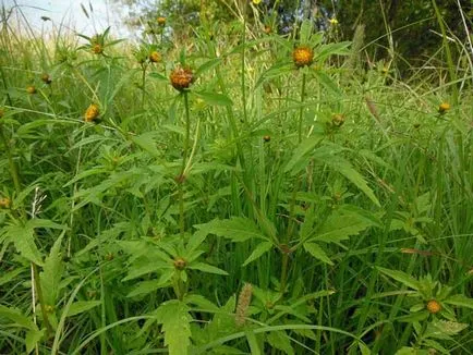 серия Grass кога и къде да се събират, как да изсъхне