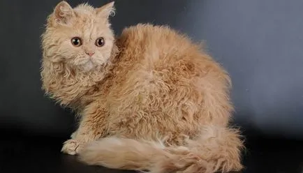 Урал Rex - снимки котки, порода характер, описание, видео