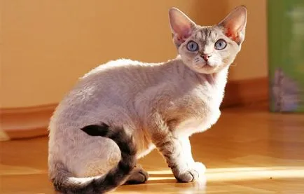 Ural Rex - fotók macska, fajta karakter, leírás, videó