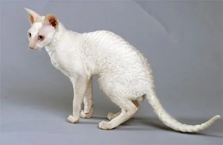 Урал Rex - снимки котки, порода характер, описание, видео