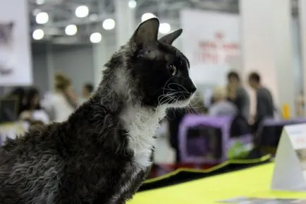 Ural Rex - fotók macska, fajta karakter, leírás, videó