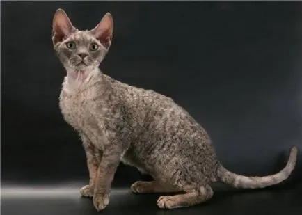 Ural Rex - poze pisici, caracter rasa, descriere, video