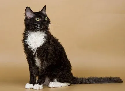 Ural Rex - poze pisici, caracter rasa, descriere, video