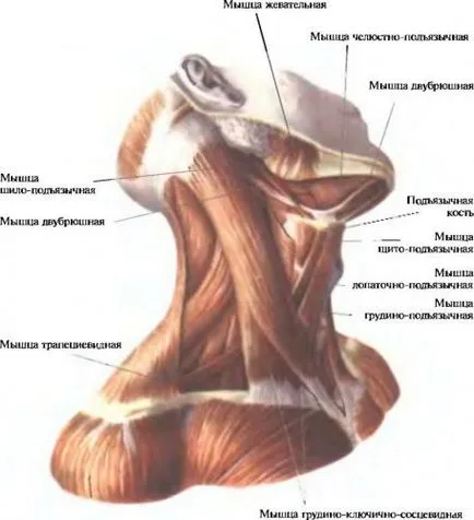 Упражнения за мускулите на врата