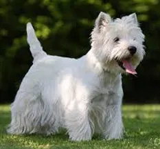 West Highland White terrier kutyafajták -sobaki -Diseases Library