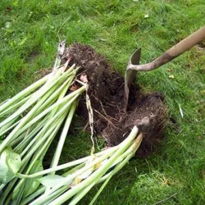 Grija pentru culorile toamnei (plante perene și anuale)