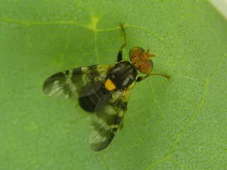 varză de primăvară acoperi fotografii larve și măsuri de control