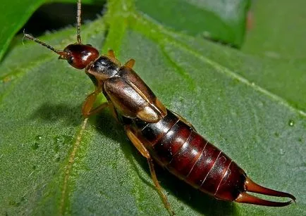 Earwig dacă să-l caute în ureche