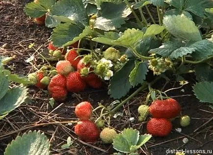 Vegetatív szaporodás a növények, távoli tanulságok