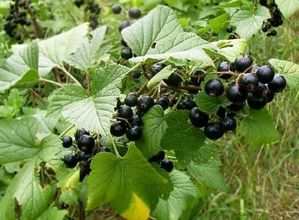 Care őszi ribizli megfelelő előkészítése a téli