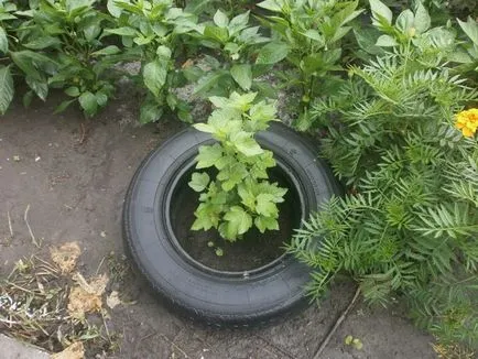 Care őszi ribizli megfelelő előkészítése a téli