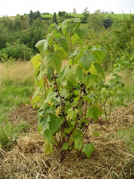 Care őszi ribizli megfelelő előkészítése a téli