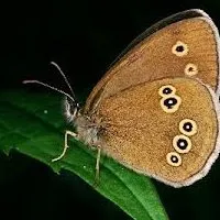 Butterfly limonnitsa - tavasz első rovar