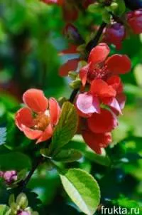 Quince-tăiere și de plantare