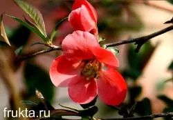 Quince-tăiere și de plantare