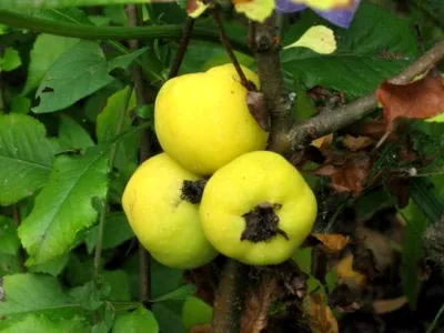 Japonica de reproducție cultivarea și întreținerea culturilor fertilizat