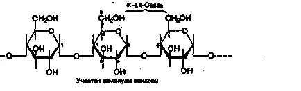 Aharidy (amidon, celuloză, glicogen) structura, funcțiile biologice distincte